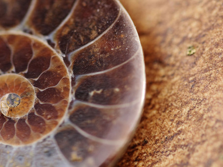 Catastrophic processes as the cause of end-Cretaceous extinction