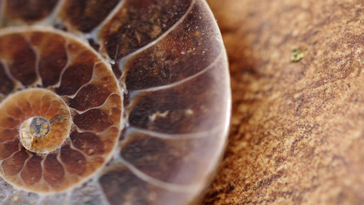 Tier Fossil, Fossilien, Ammolith, Mineralien