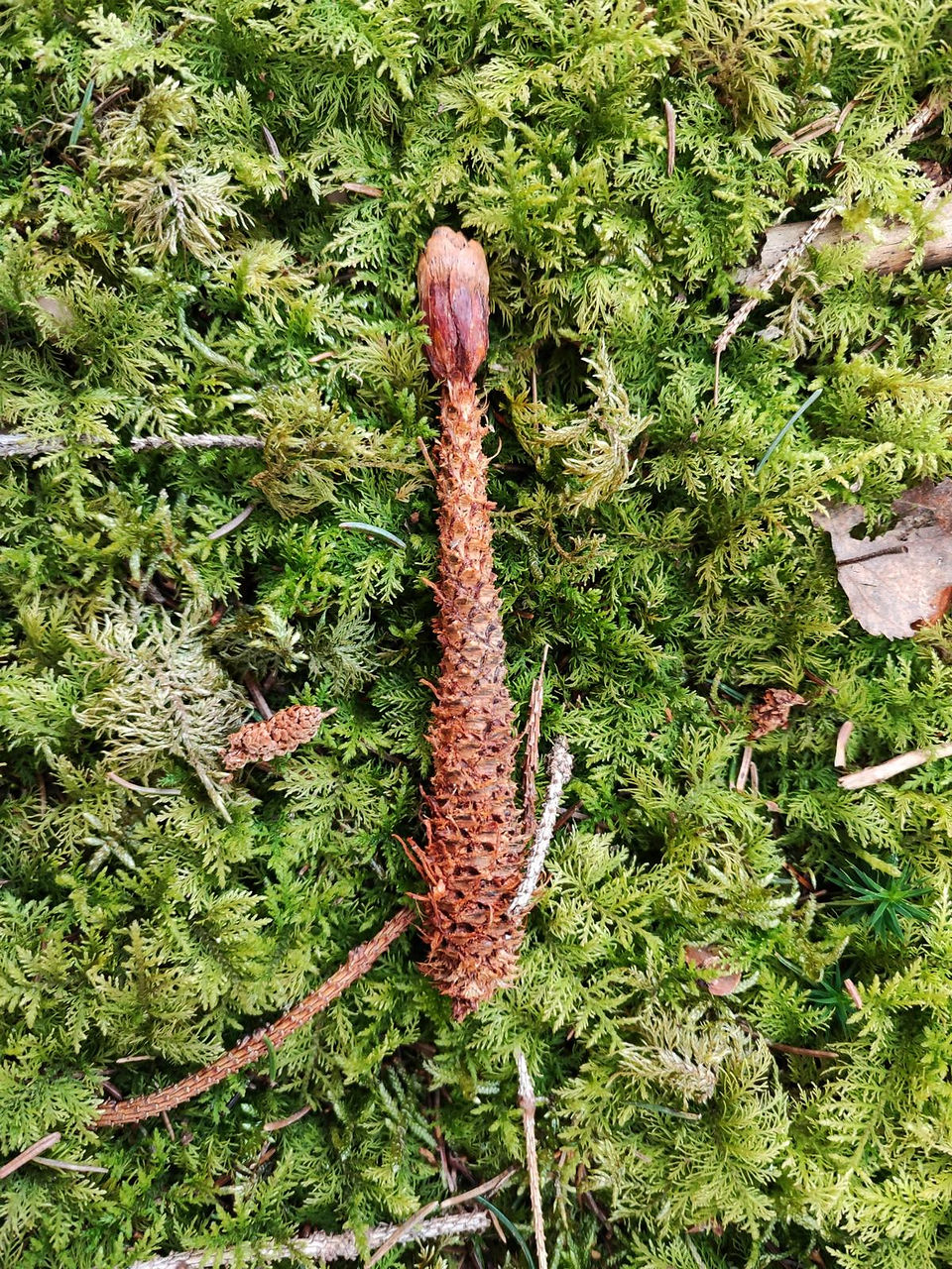 Zapfen vom Eichhörnchen