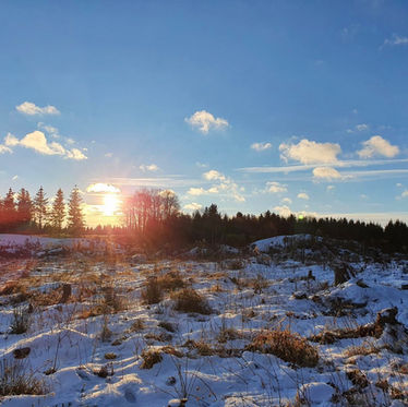Schneegeschichten: Tierspuren kreuz und quer