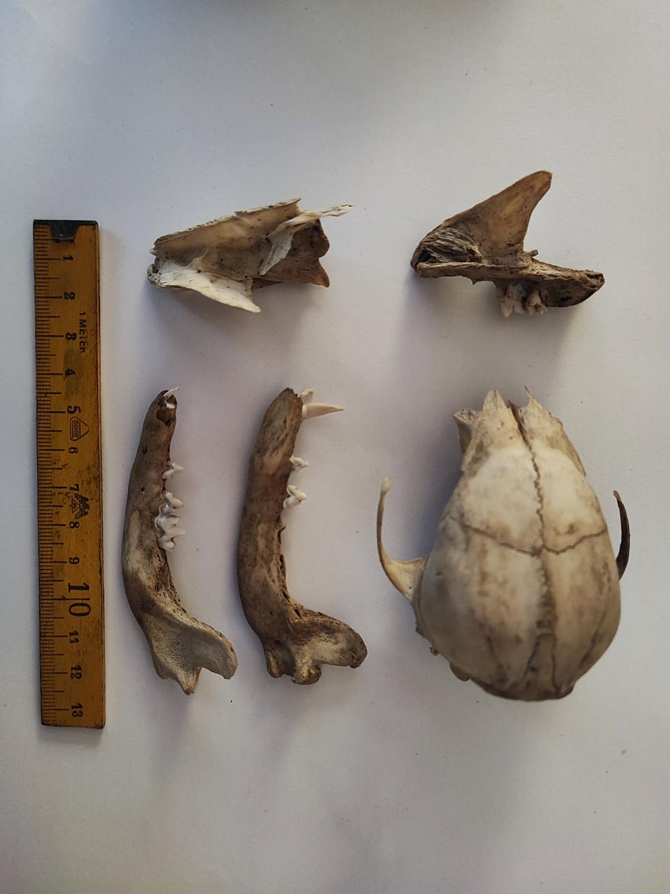 Knochen und Schädel Rätseltier