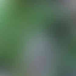 Tierhaare. Tierspuren.