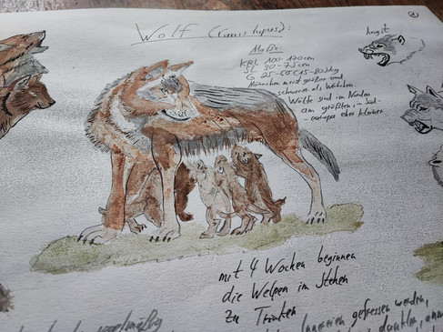 Spurenlesen vor der Haustür - Wolf journal
