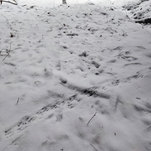 Wildtiere und ihre Spuren im Schnee