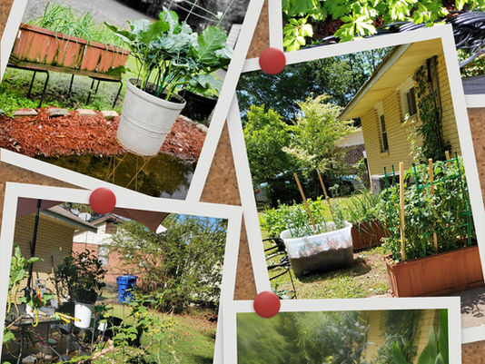 Gardening Tips to get started.