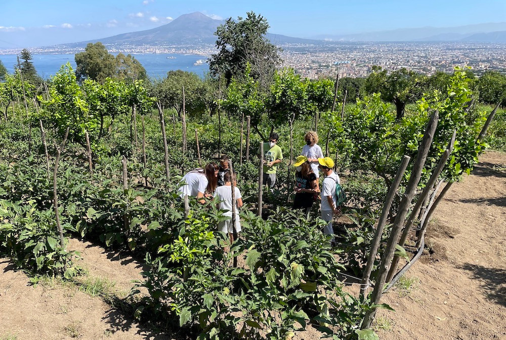 I campi di pomodorini lampadina nell'azienda biologica Dama sulla collina di Quisisana