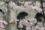 Cherry Blossum.jpg