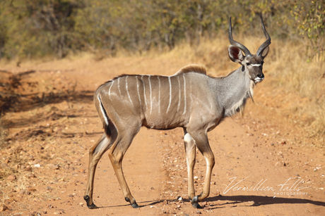 Kudu.jpg