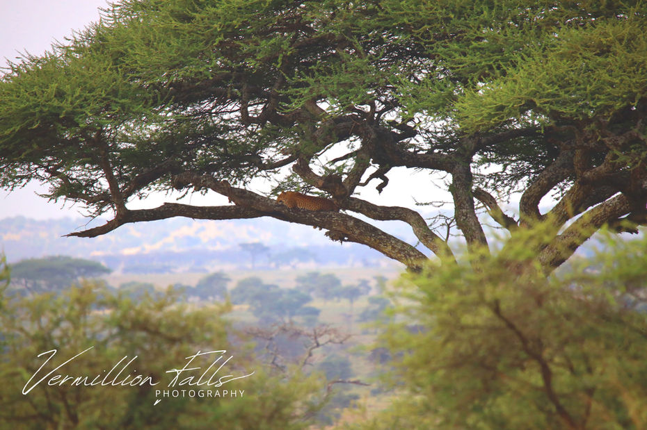 Leopard in Tree.jpg