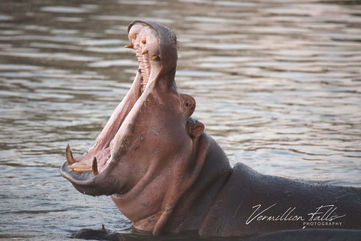 Hippopotamus (Mouth Open).jpg