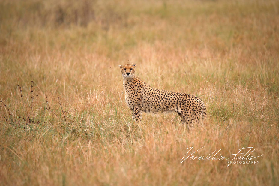 Cheetah 2.jpg