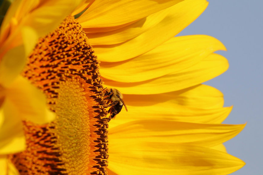 Sunflower w_Bee.jpg