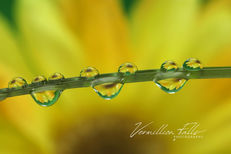 Droplet (Yellow).jpg