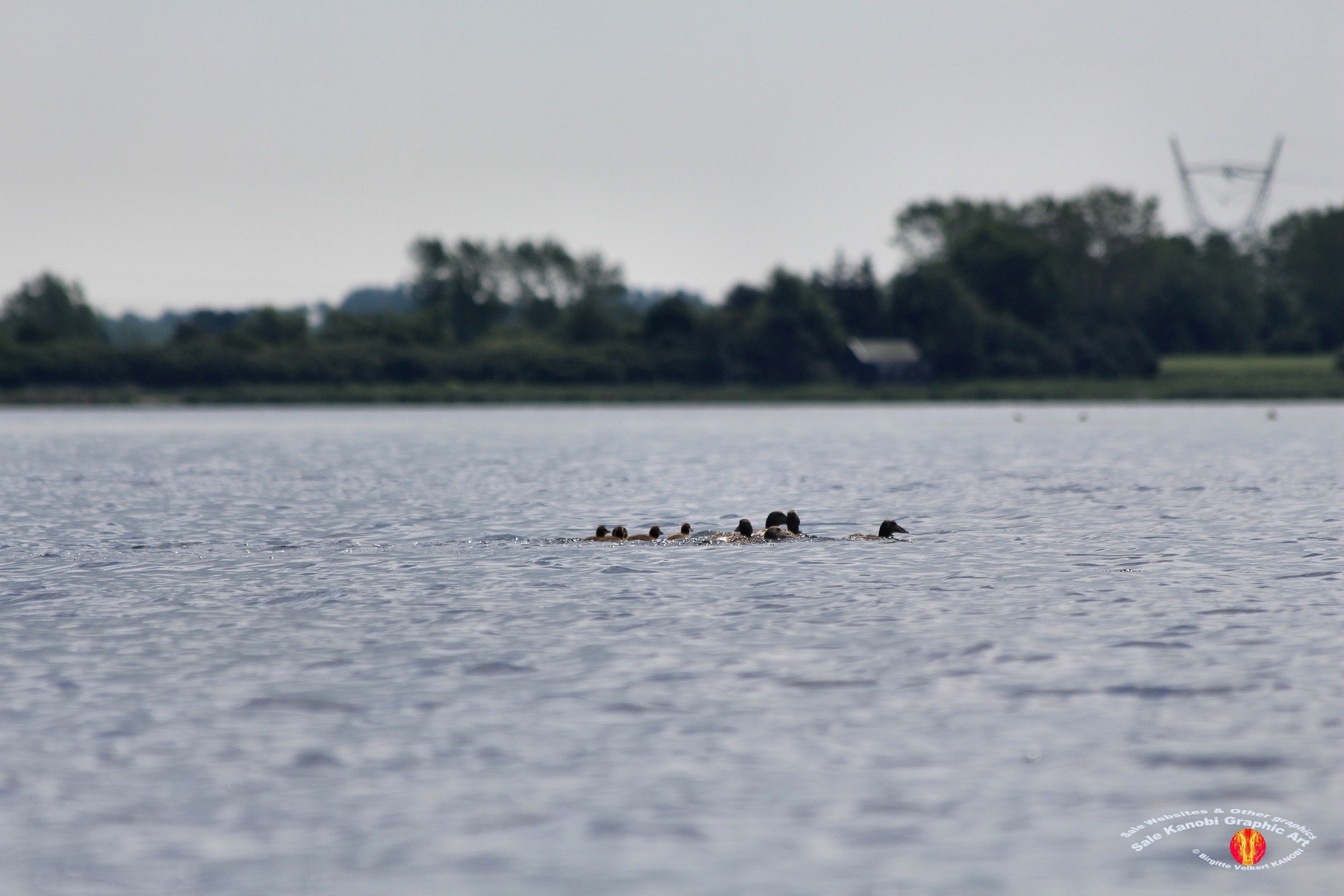 Odense Fjord Kayak 17