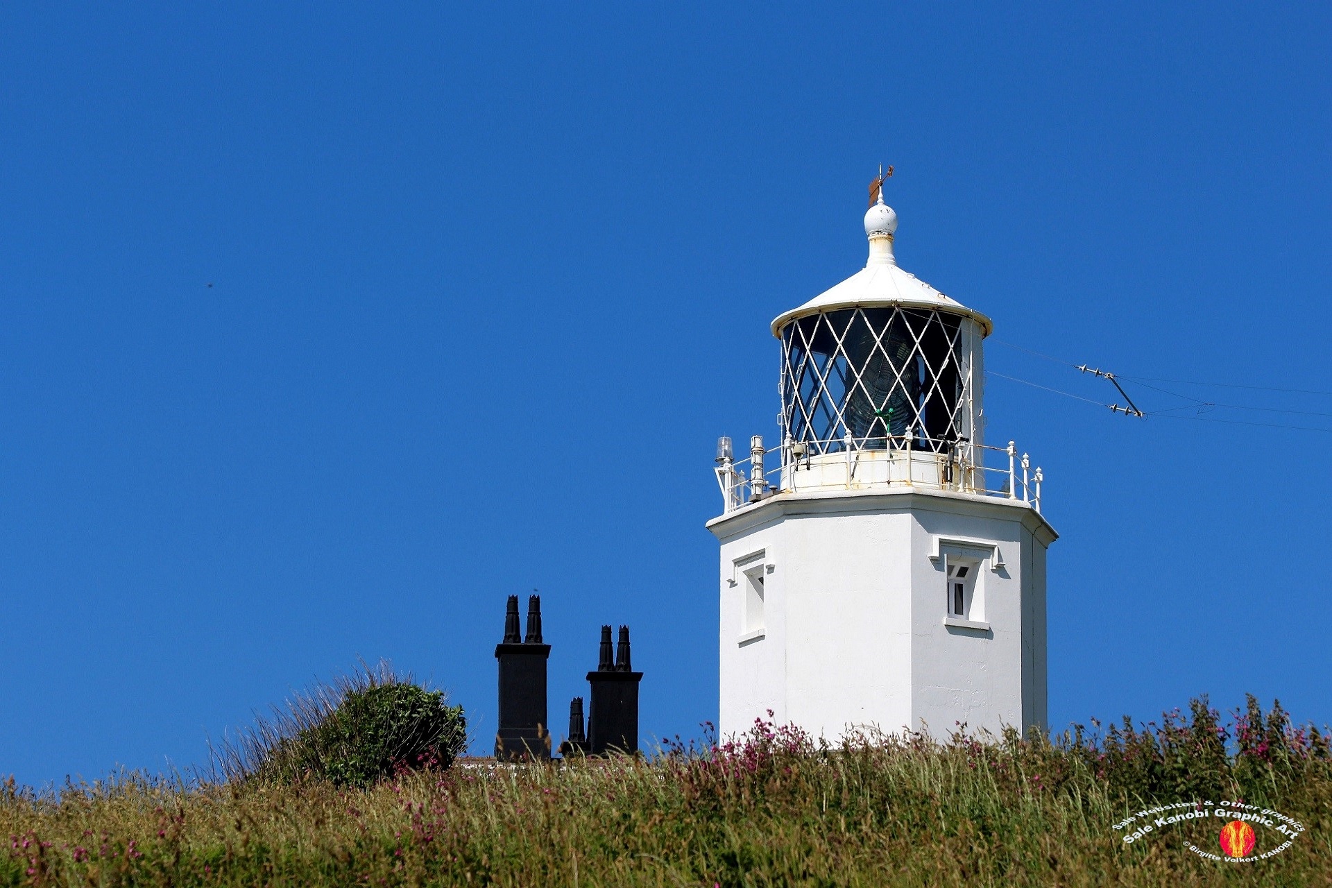 Light House Lizard 13