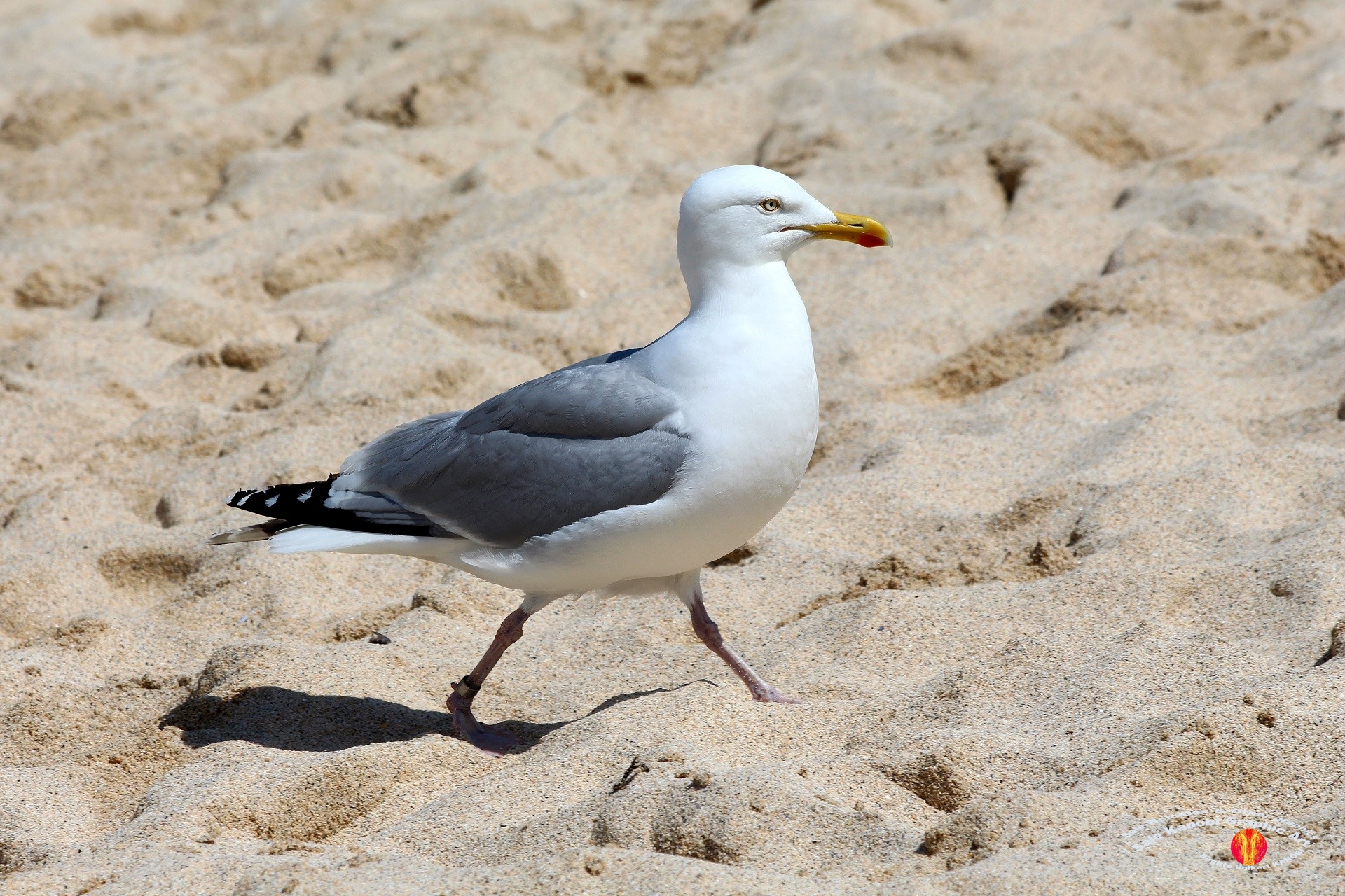 St. Ives 34