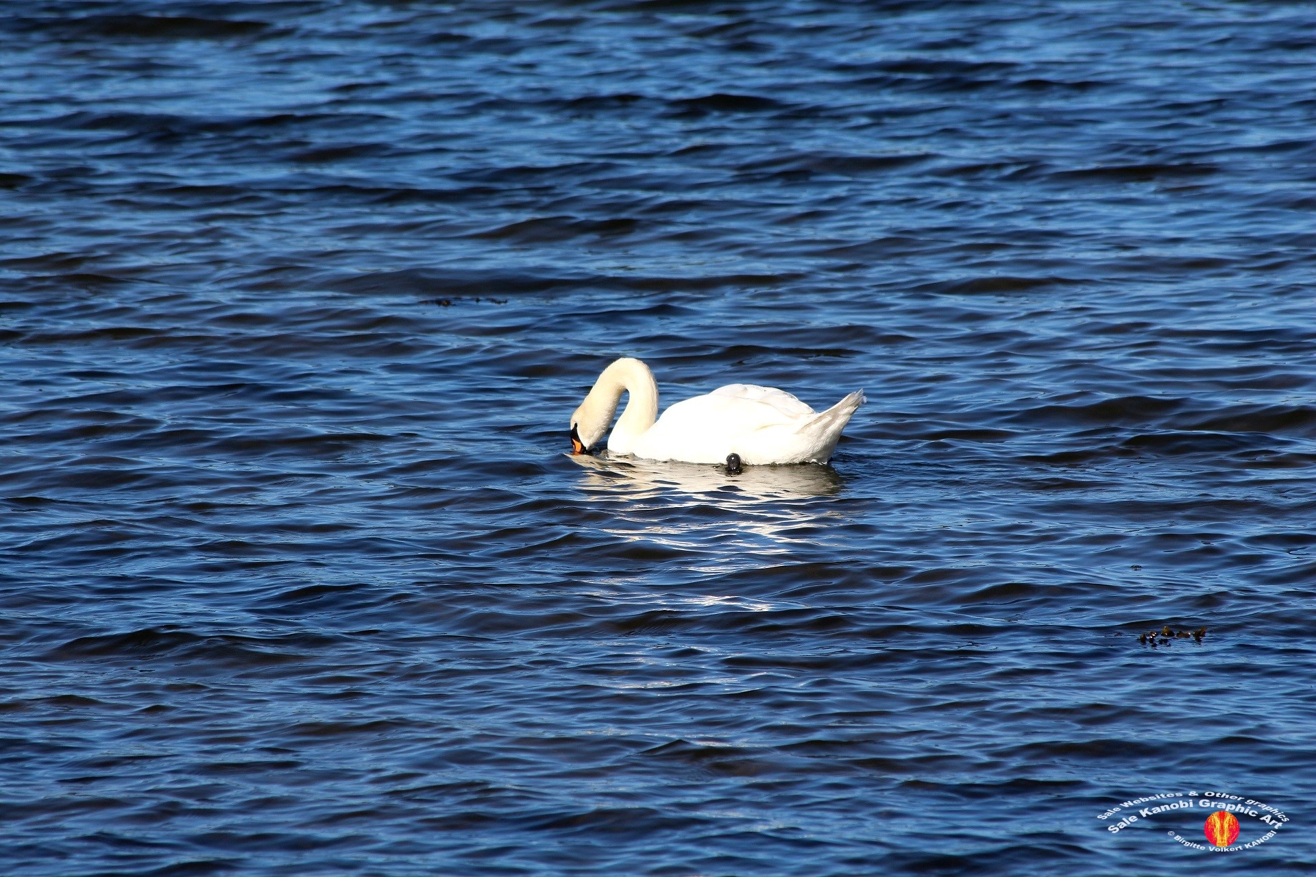 Otterup Harbour 19