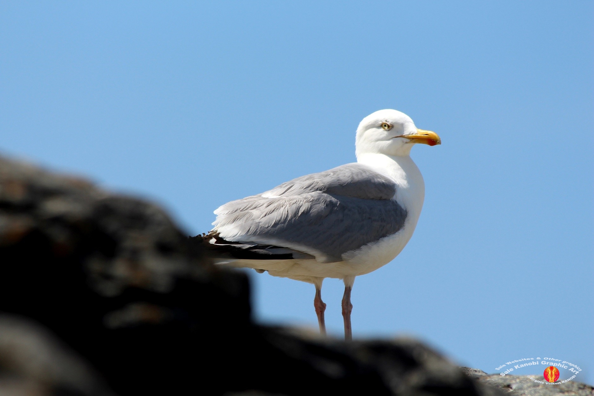 St. Ives 3