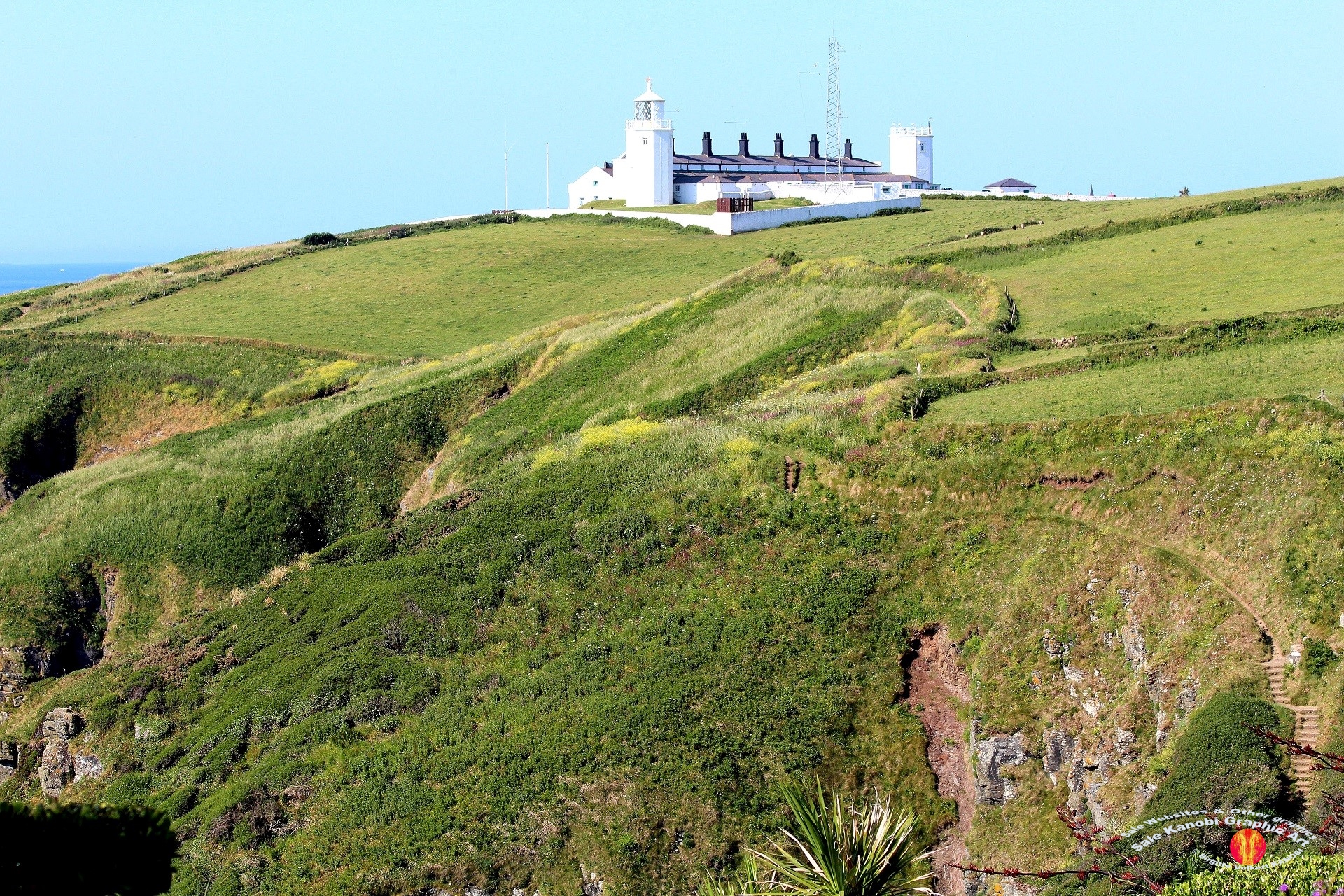 Light House Lizard 11
