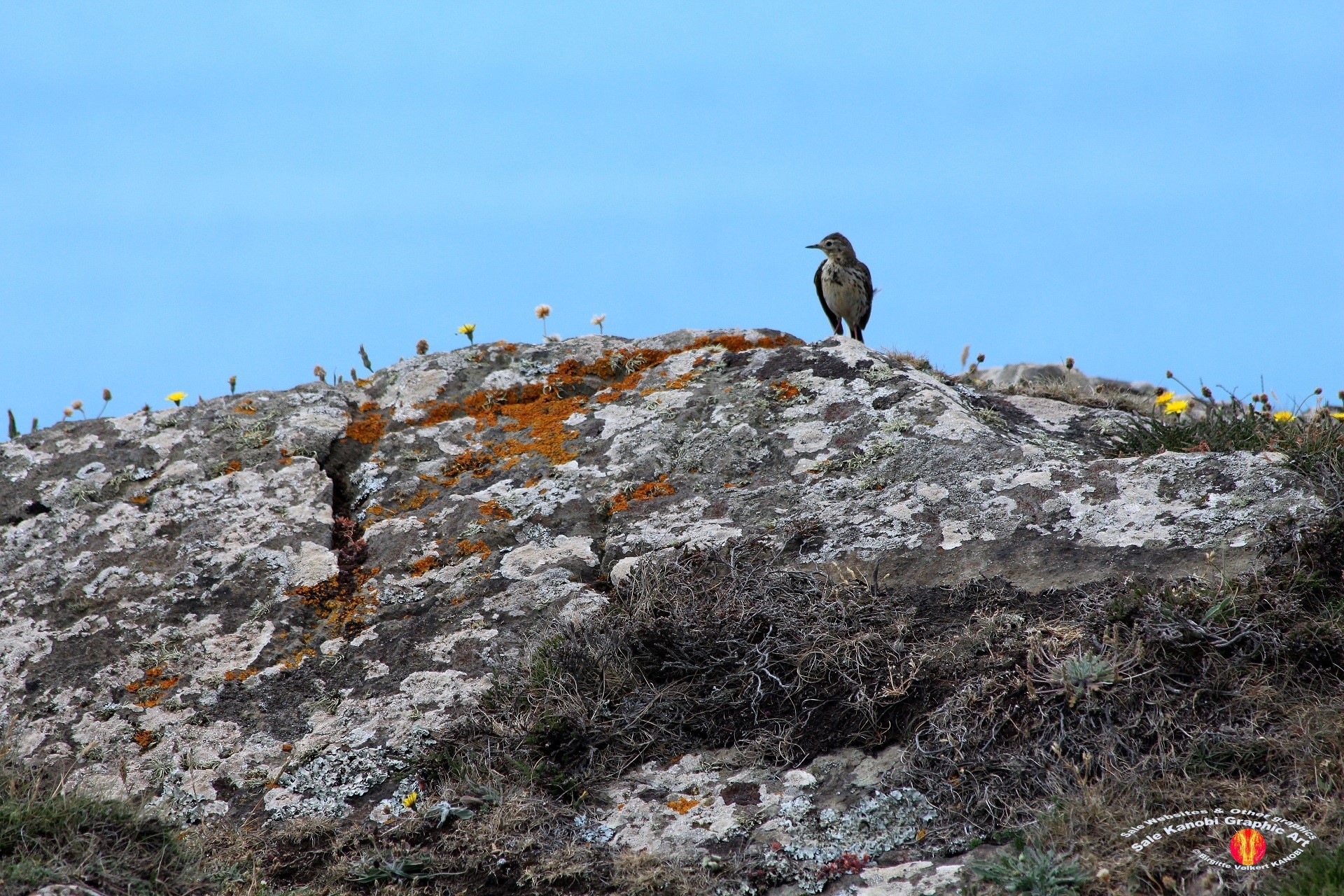 Kynance Cove 14