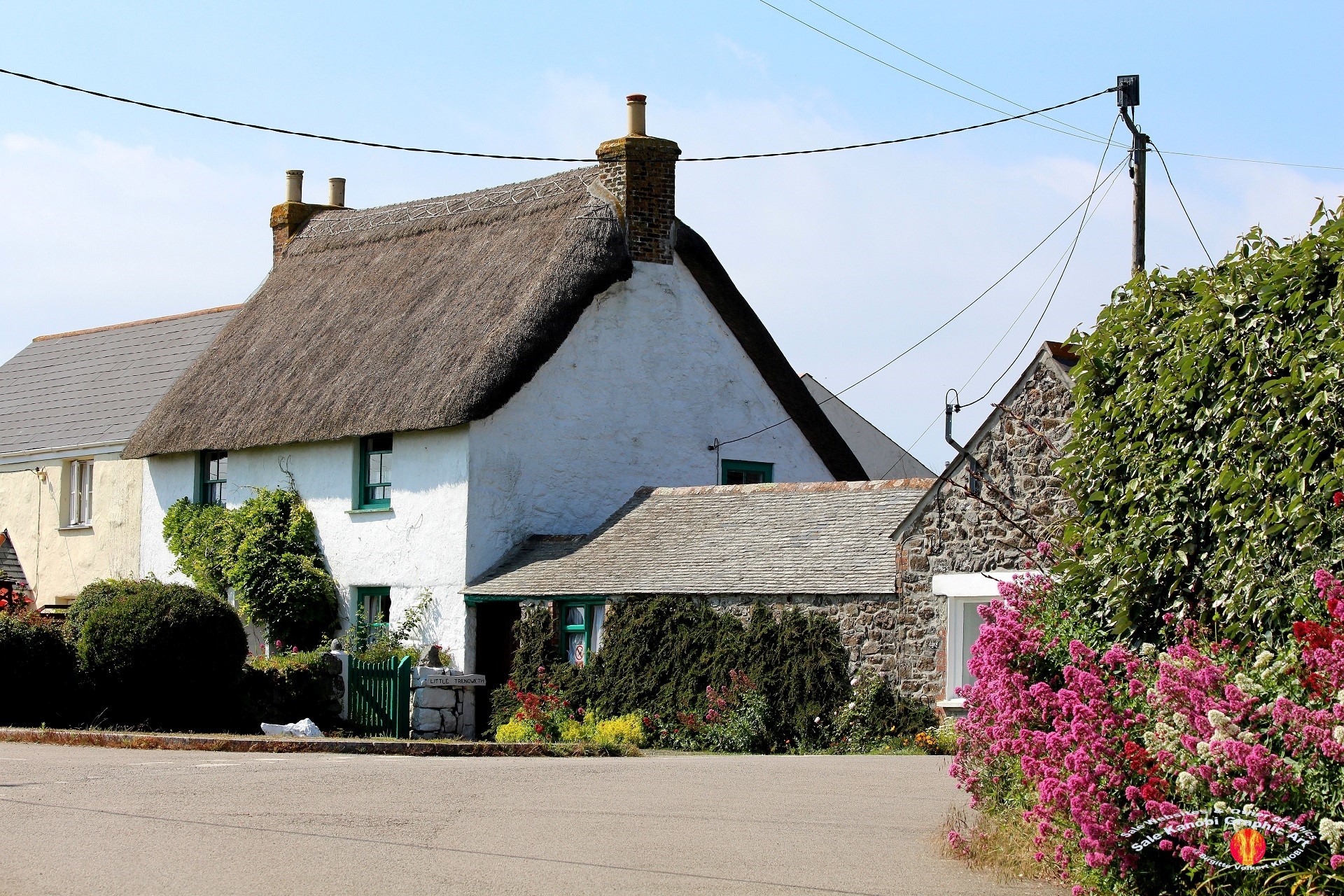 Village Lizard 43