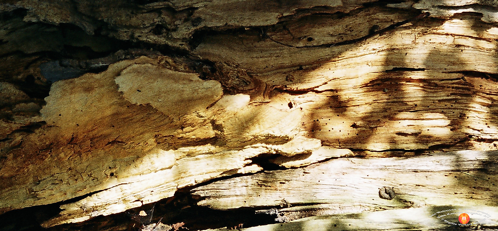 Bark Graphics Kanobi®