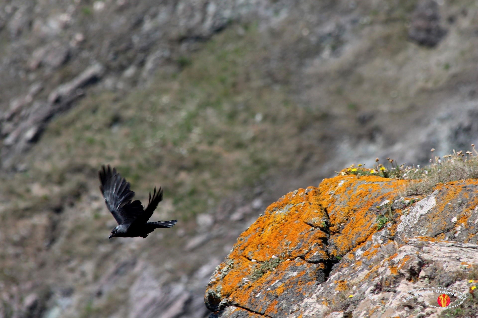Kynance Cove 23