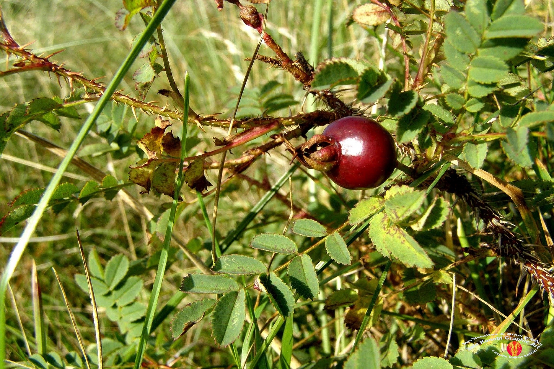 Vejers 25