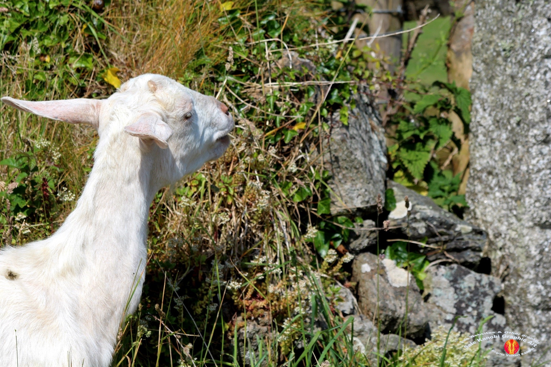 Village Lizard 42