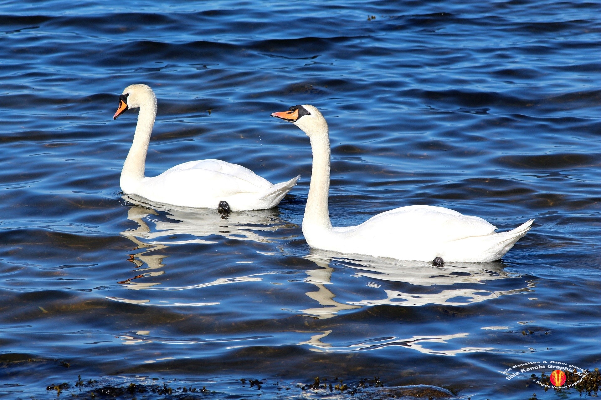 Otterup Harbour 26
