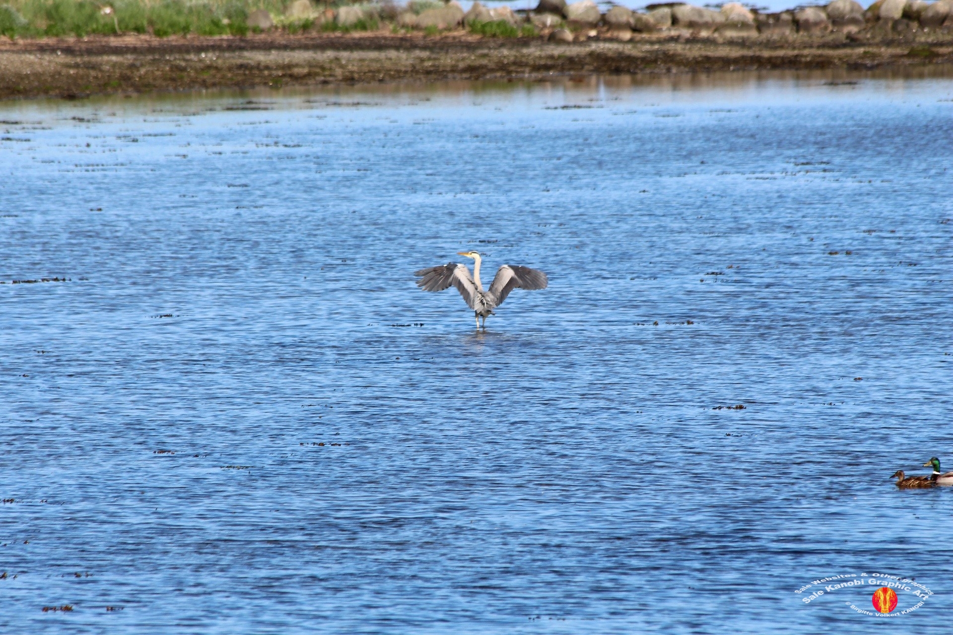 Otterup Harbour 37