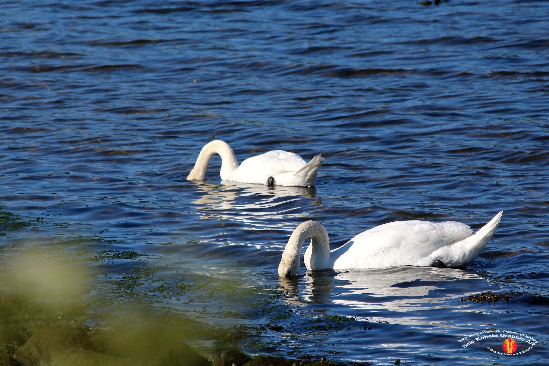 Otterup Harbour 28