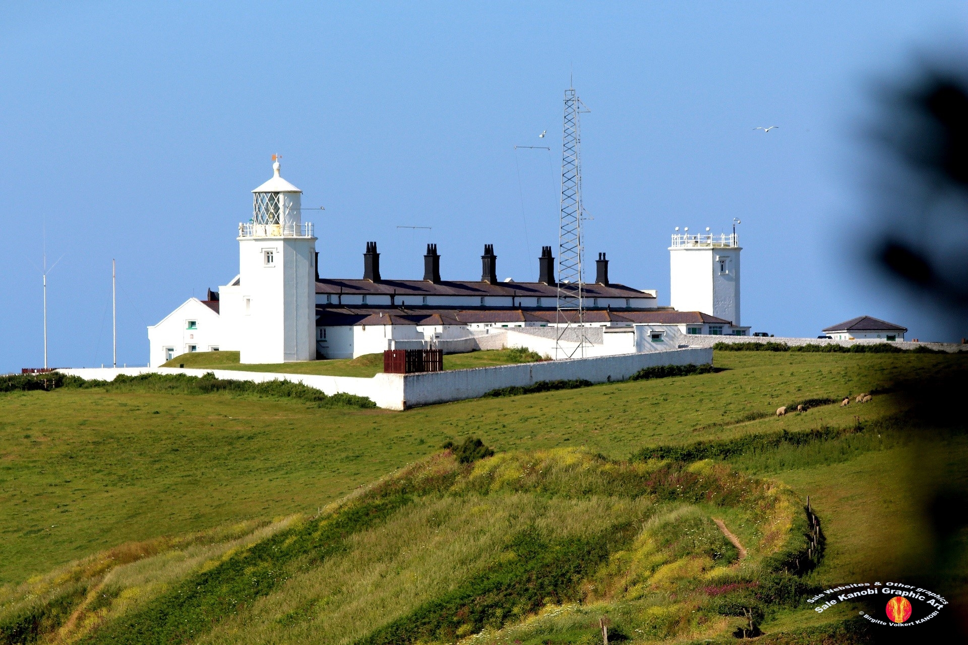 Light House Lizard 8