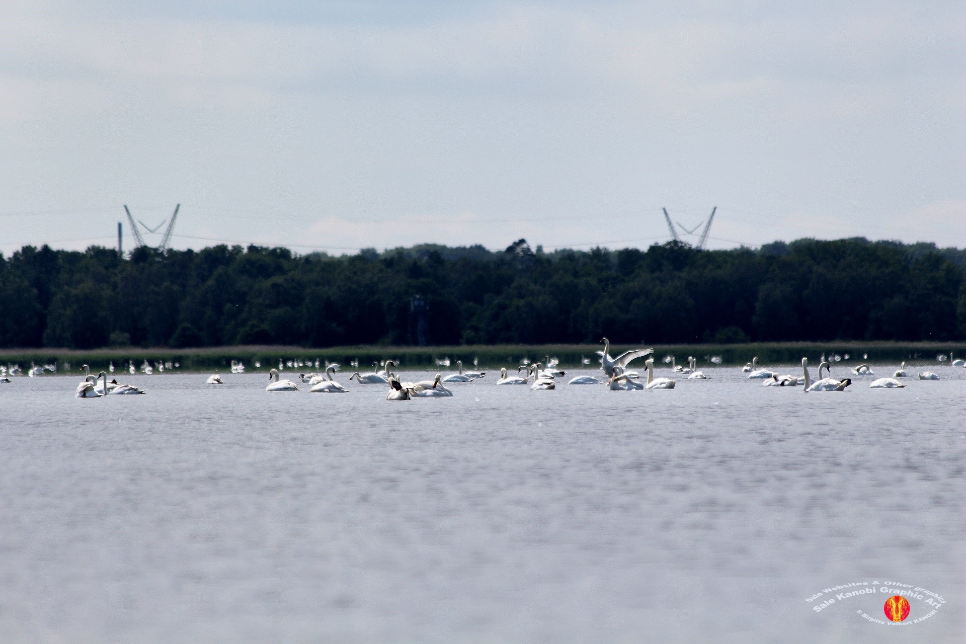 Odense Fjord Kayak 8