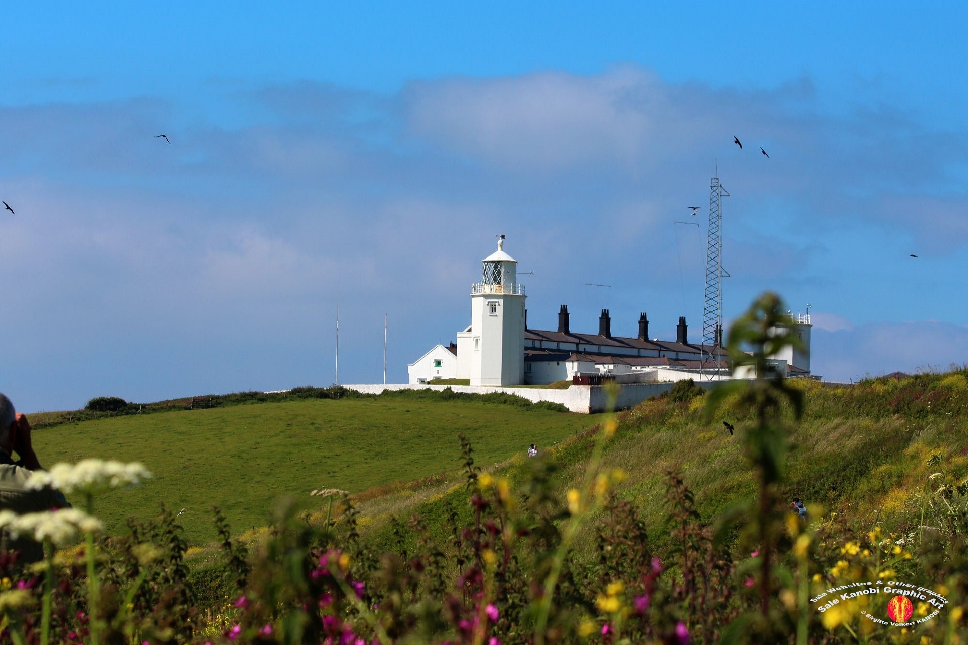 Light House Lizard 1
