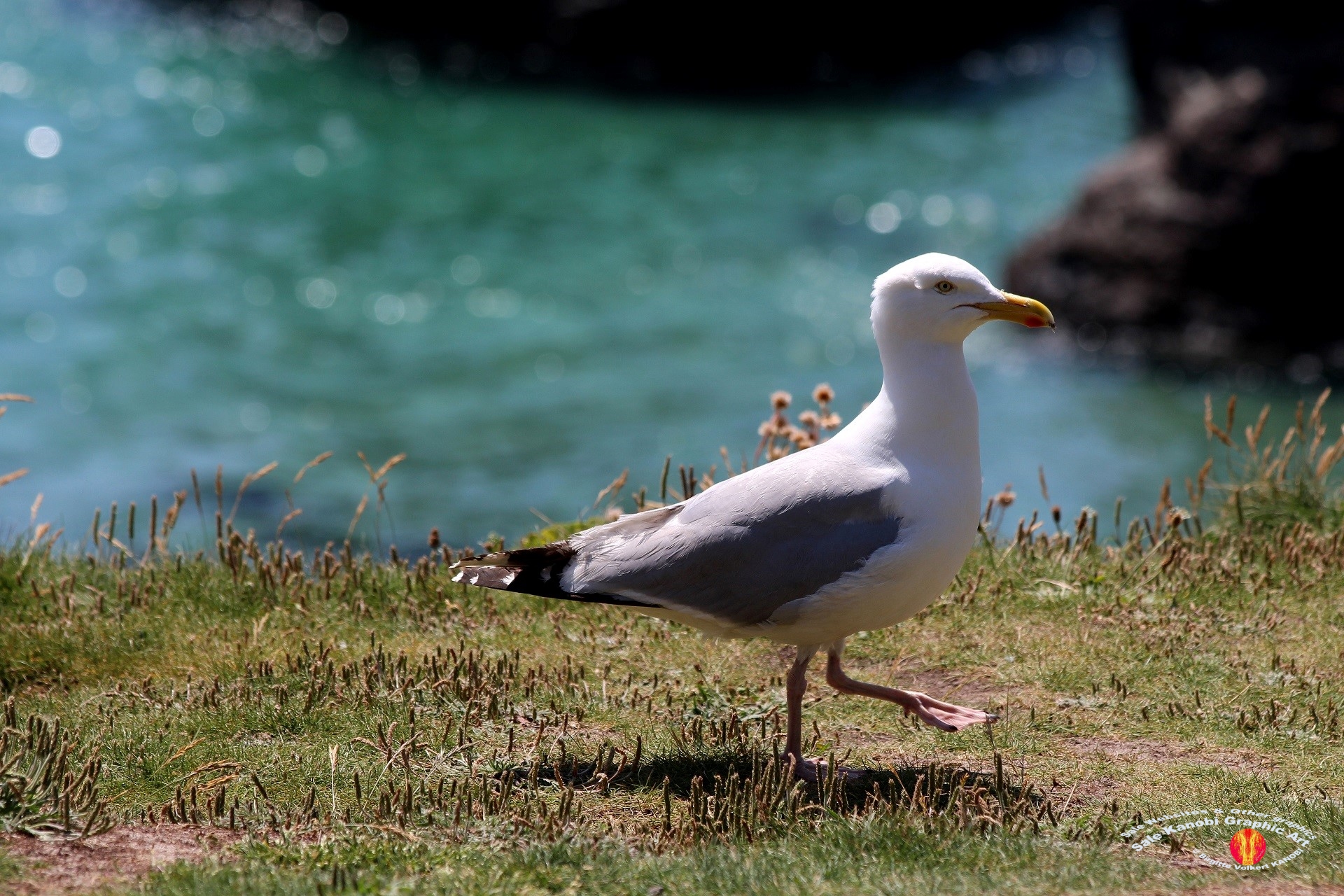 Kynance Cove 36