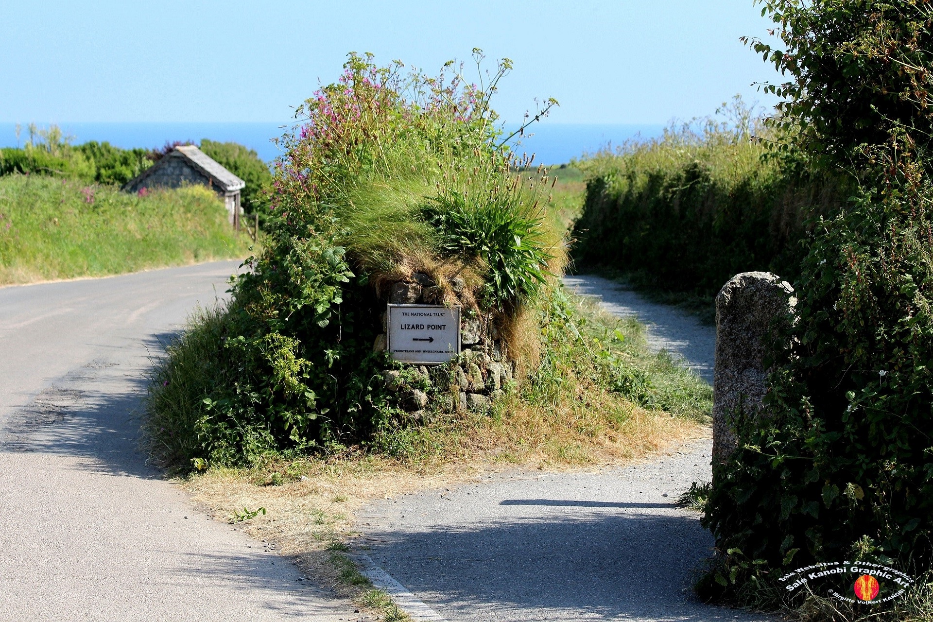 Village Lizard 46