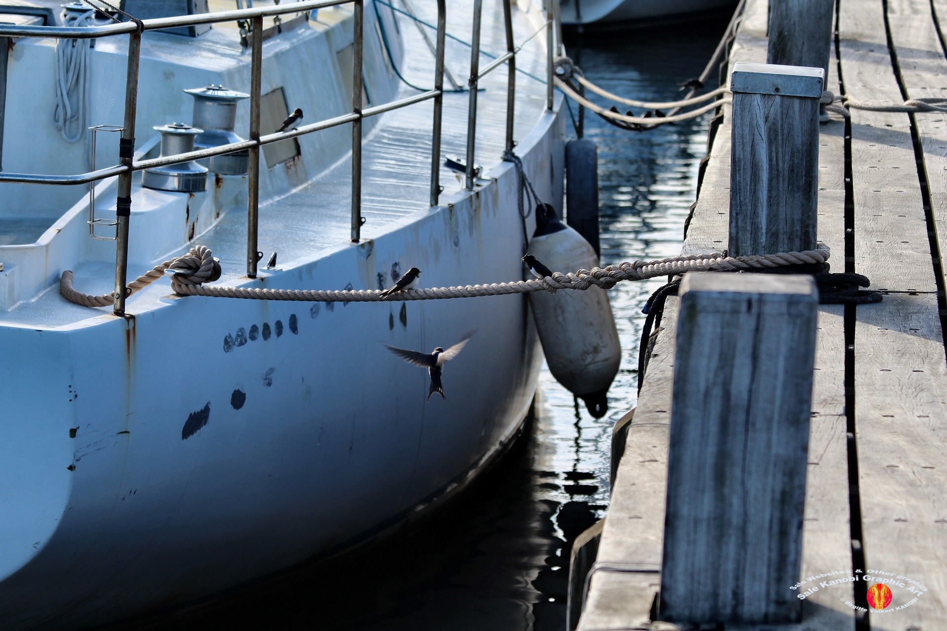 Bogense 7