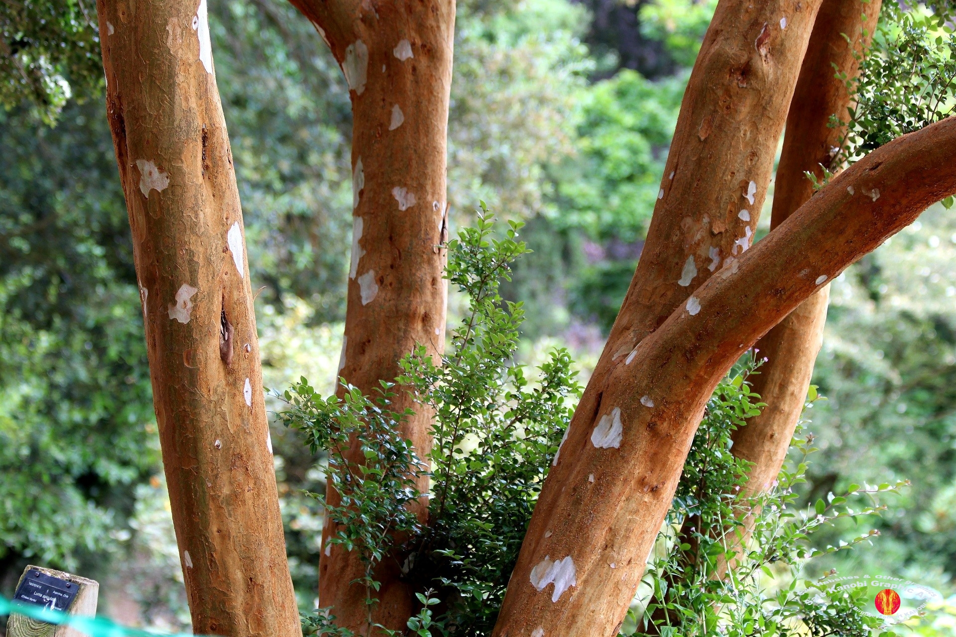 Trebah Garden 2