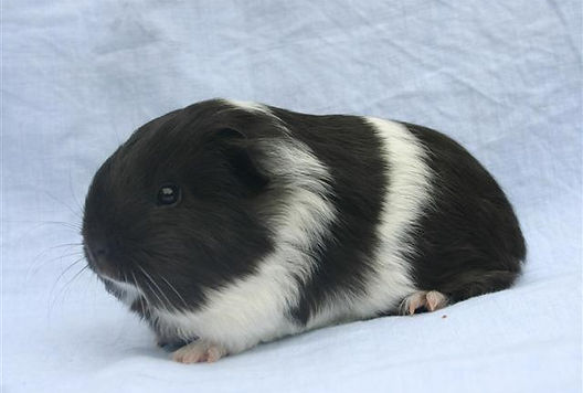 L Evolution D Un Bebe Cobaye Index