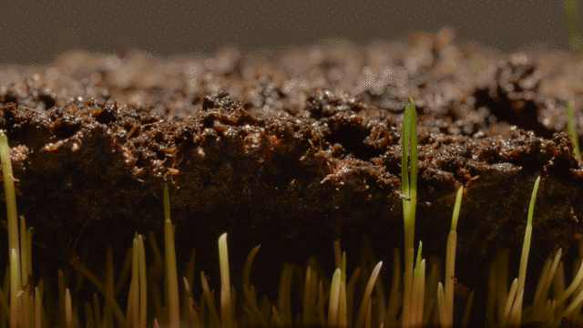 Resurrection Theme (2).gif