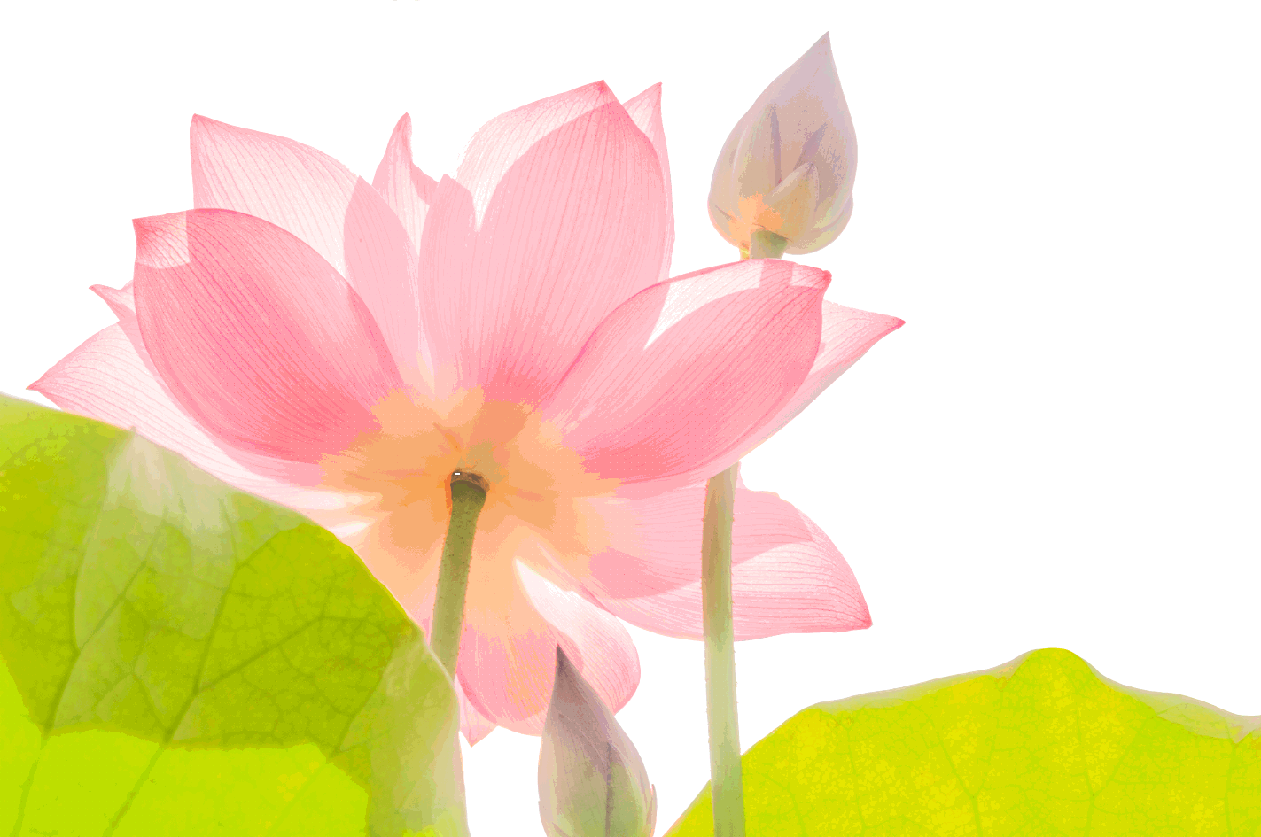 蓮花.gif