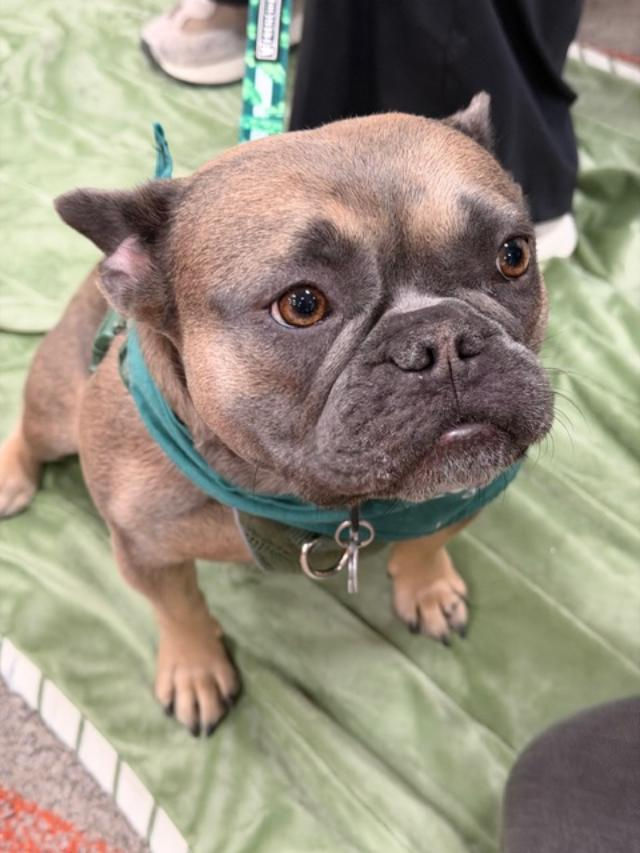 CSN Henderson welcomes the therapy dogs