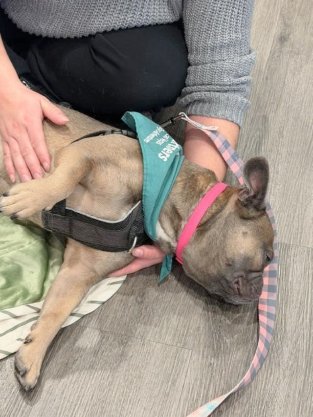 GME loves the Love Dogs