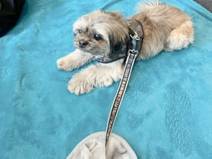 Charlie works his magic