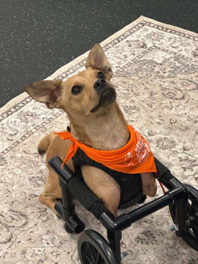 Bodhi is getting ready to test