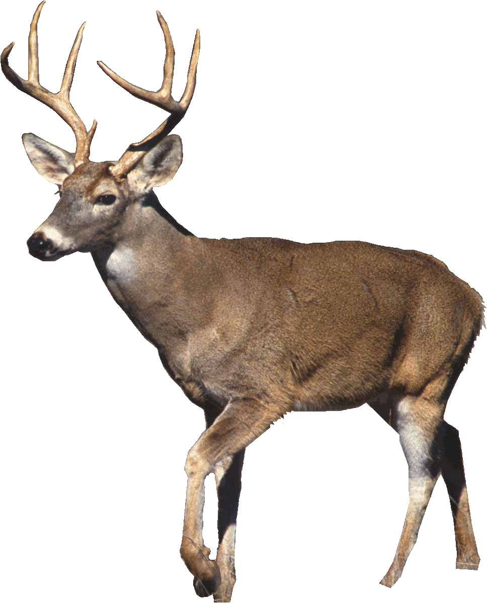 White-tailed deer 