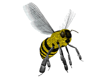 Bee 