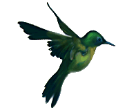 Colibri