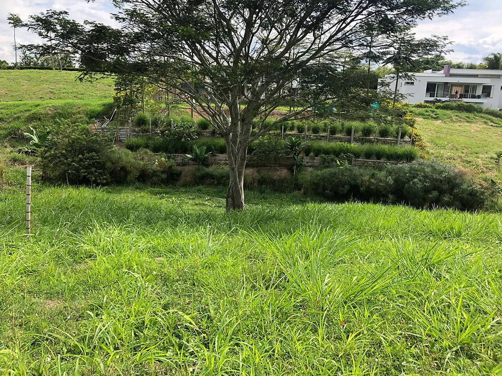 Miniatura: Vendo hermoso terreno Condominio campestre Villa Alsacia Pereira